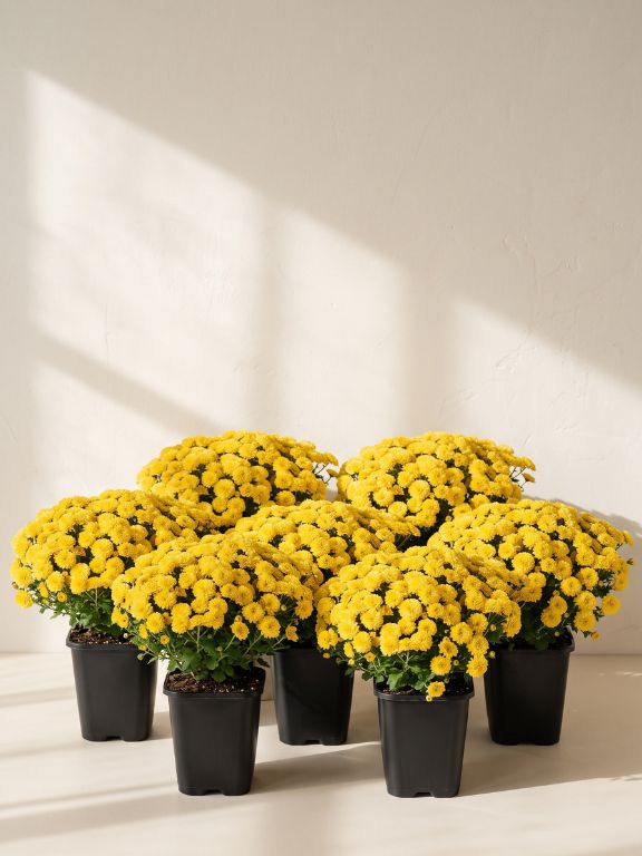 8 PACK 1QT YELLOW MUMS IN GROWER POT